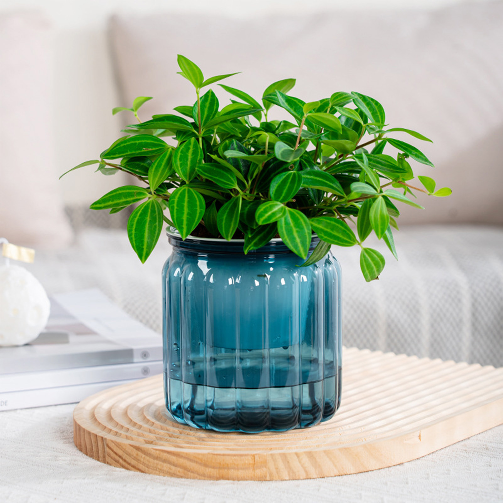 Snake Plant Ceramic - Elegant Self Watering Planter Delicate Modern