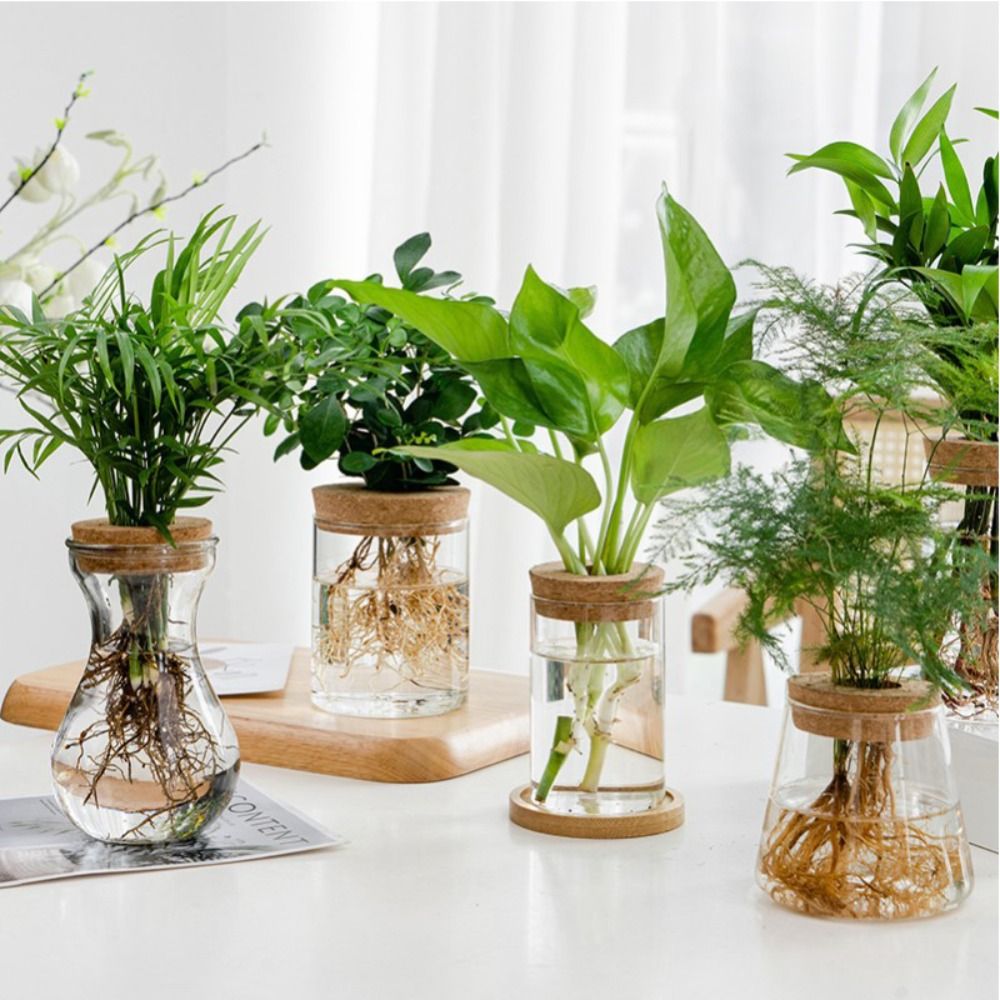 Transparent Hydroponic Flower  - Snake Plant Ceramic ulasan dan harga