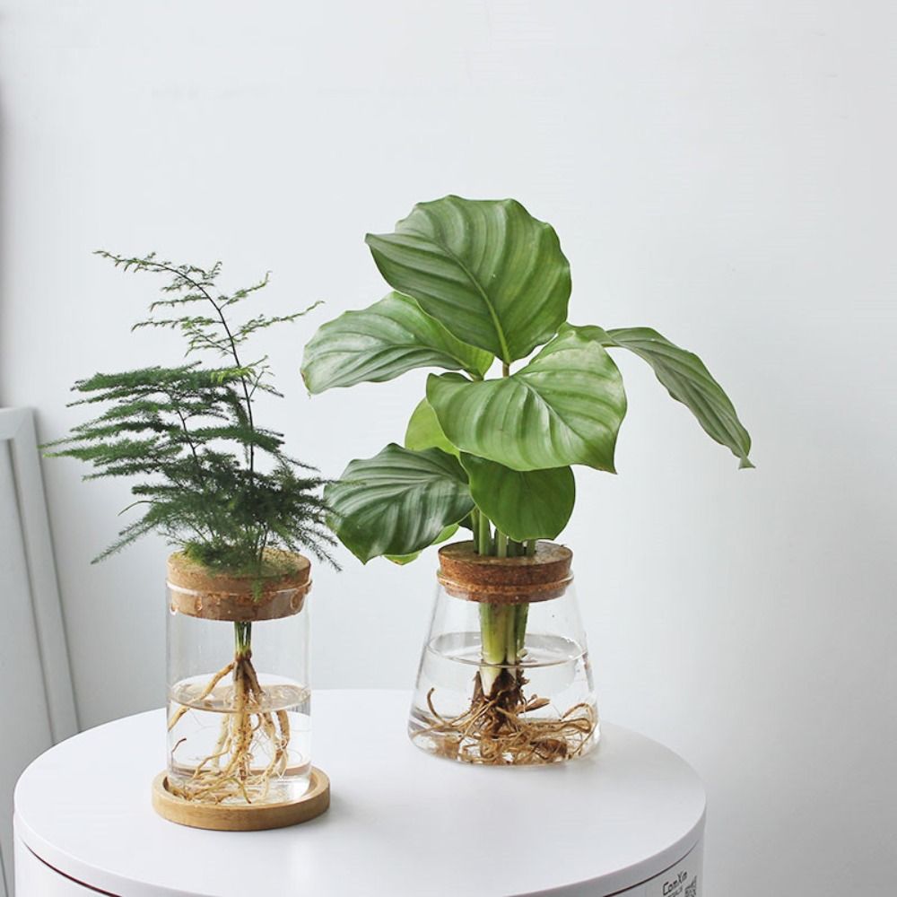 Transparent Hydroponic Flower  - Snake Plant Ceramic ulasan dan harga