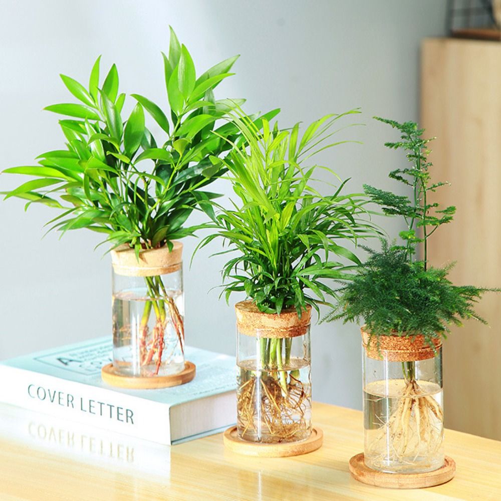Transparent Hydroponic Flower  - Snake Plant Ceramic ulasan dan harga