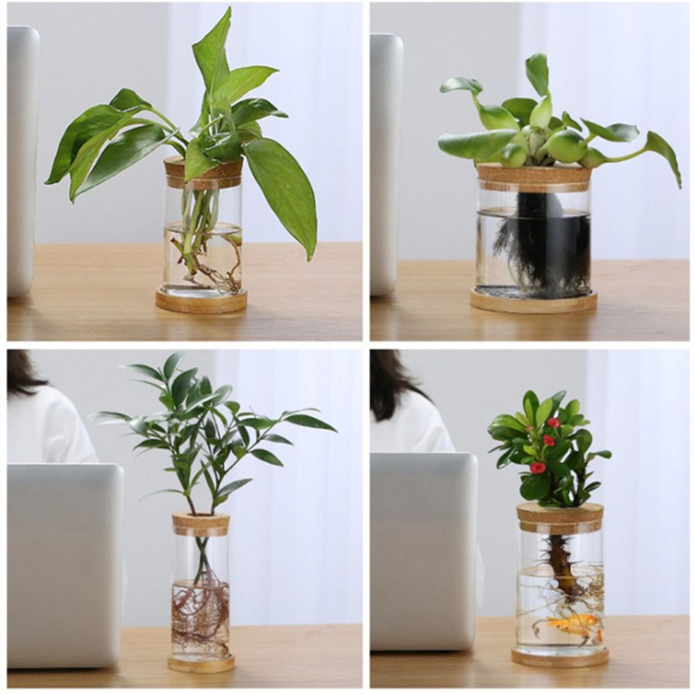Transparent Hydroponic Flower  - Snake Plant Ceramic ulasan dan harga