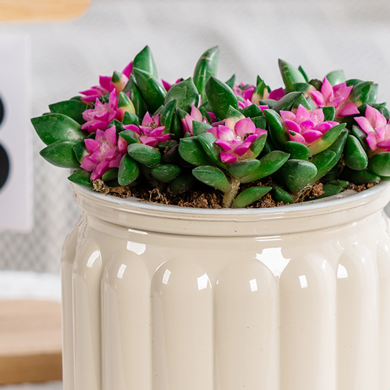 Elegant Self Watering Planter  - Snake Plant Ceramic ulasan dan harga